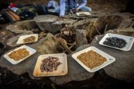 degustation insectes team building koh lanta | © MadCityZen