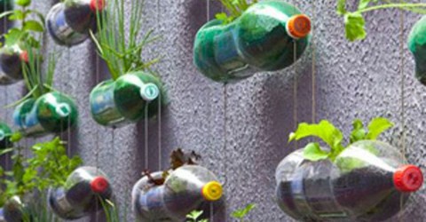 bouteilles remplies de terre et de jeunes plantes developpement durable paris en bouteille