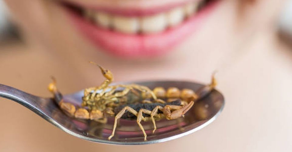 deguster-des-insectes-challenges-extreme-defi